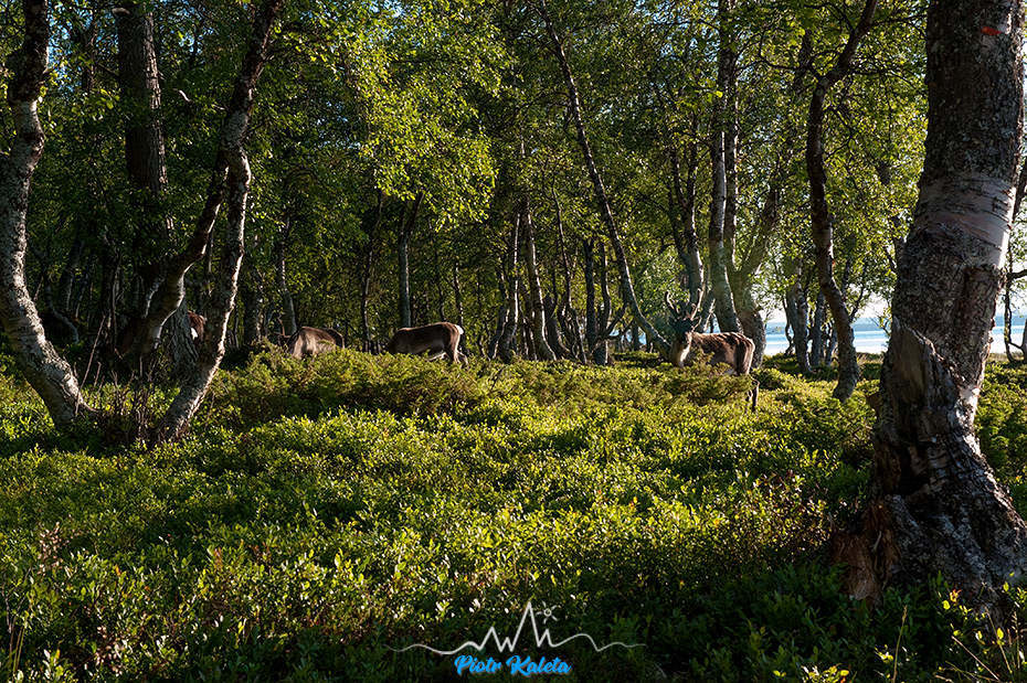 Revlingen, Femundsmarka